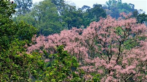 草梧桐|福星花園: 草梧桐